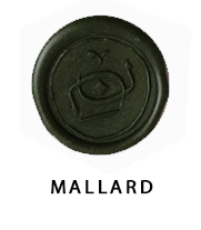 سبز کله‌غازی (مالارد) - Mallard